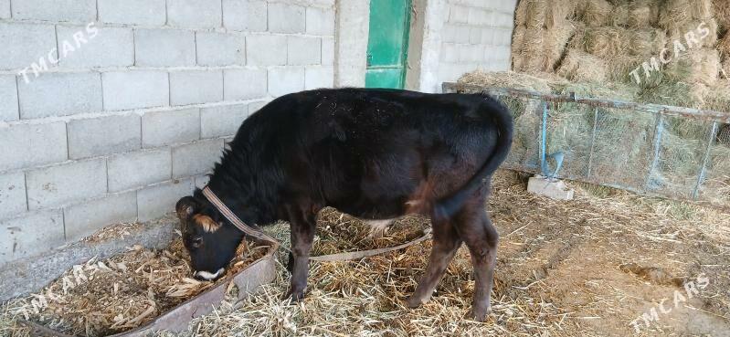 okuz - Ýaşlyk - img 10