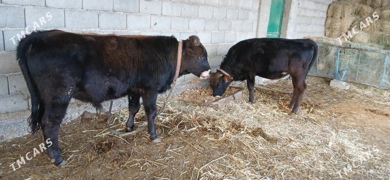 okuz - Ýaşlyk - img 9