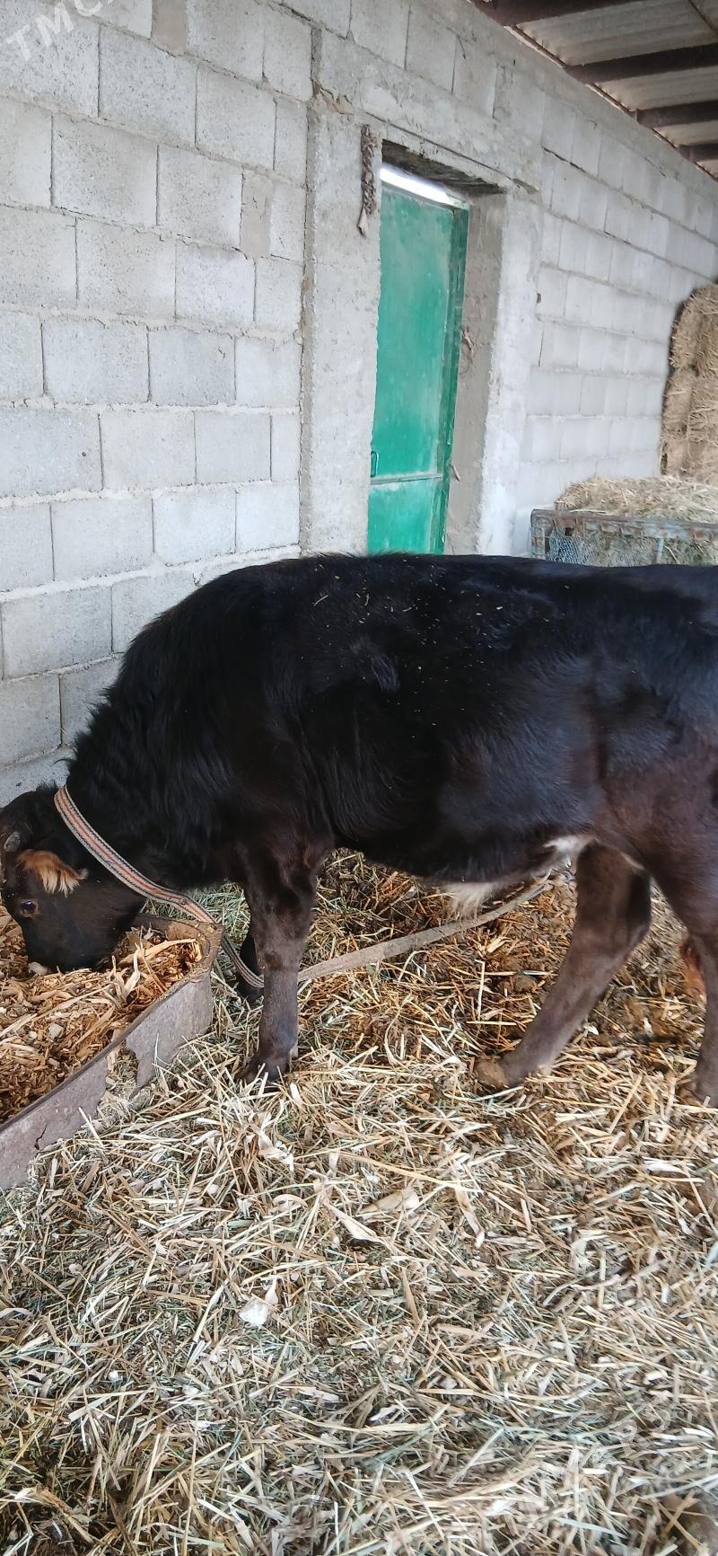 okuz - Ýaşlyk - img 8