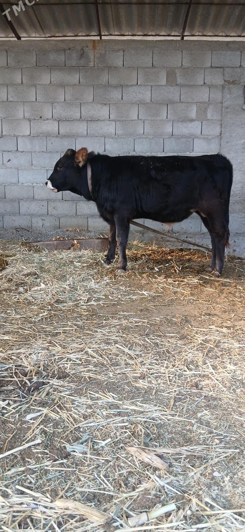 okuz - Ýaşlyk - img 6