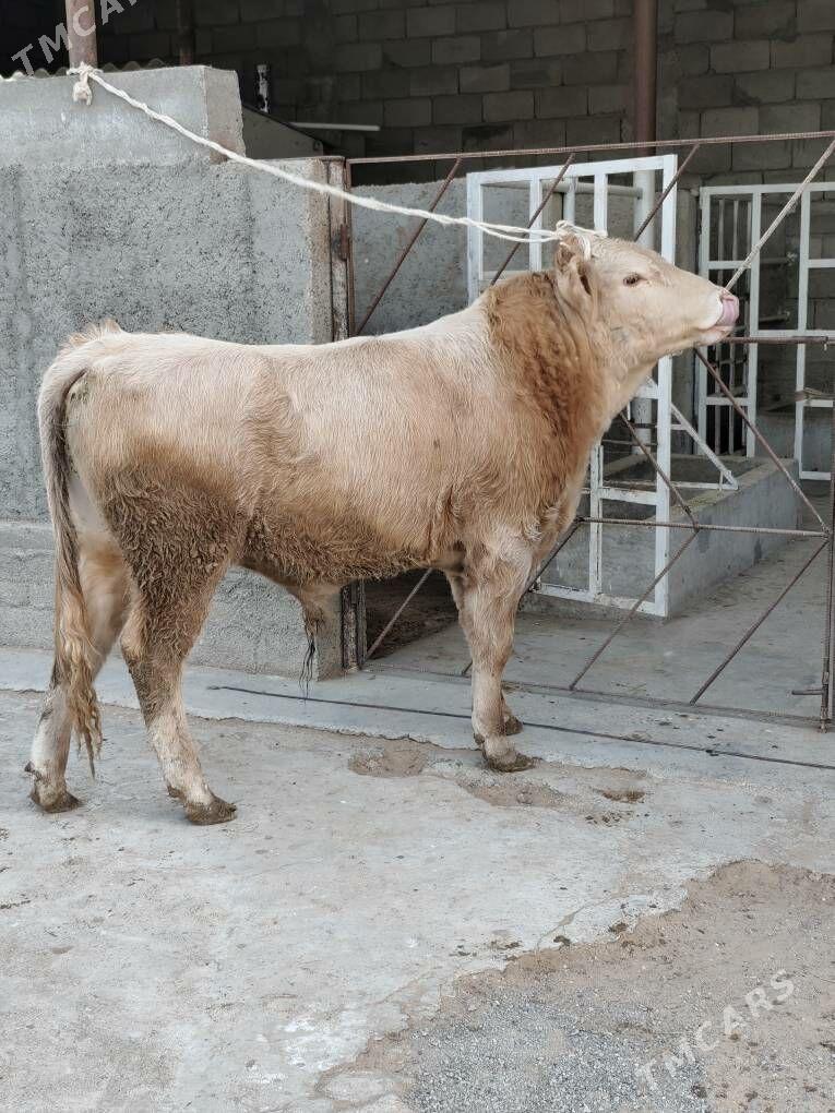 ÕKZ ŞORLE - Änew - img 5