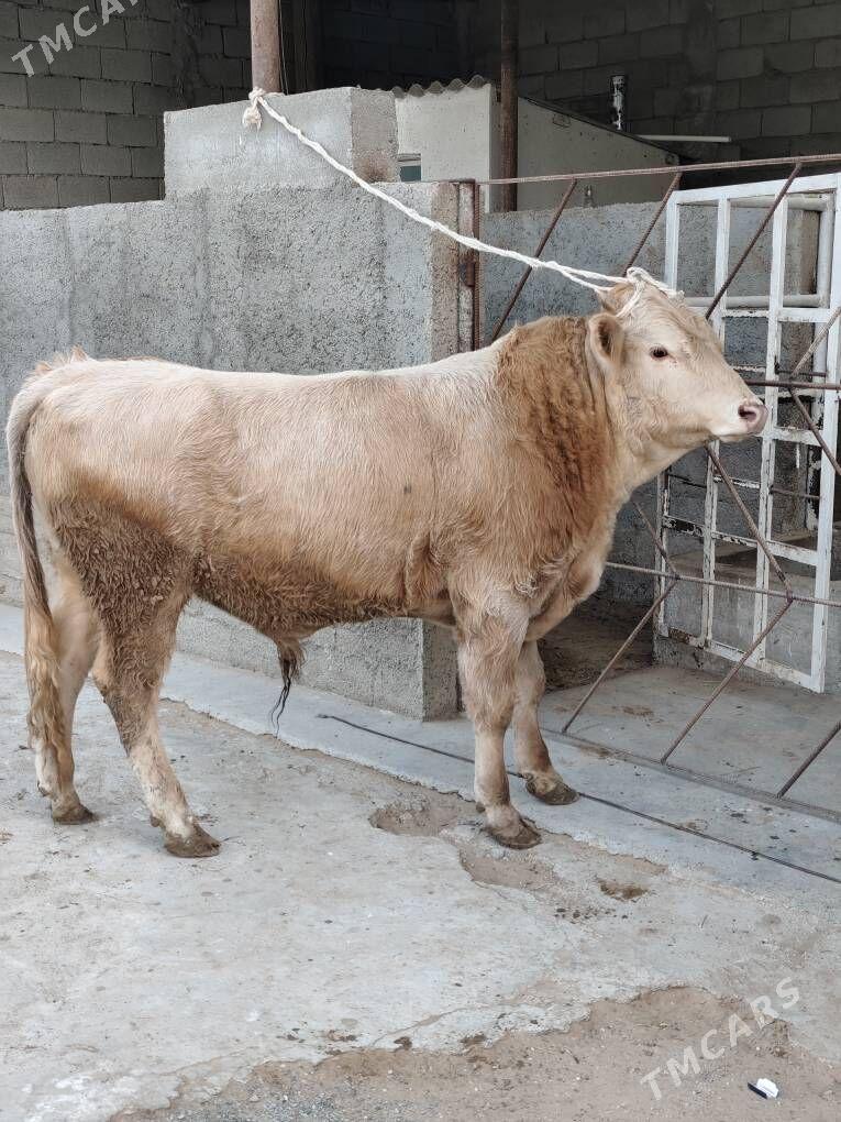 ÕKZ ŞORLE - Änew - img 8