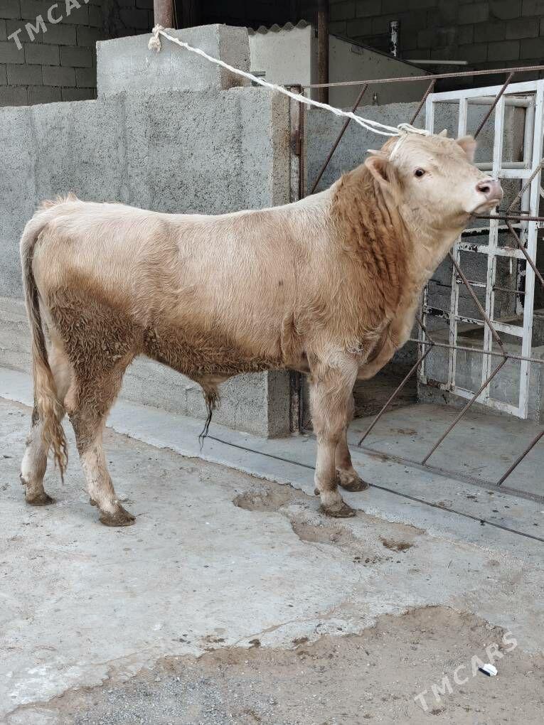 ÕKZ ŞORLE - Änew - img 7