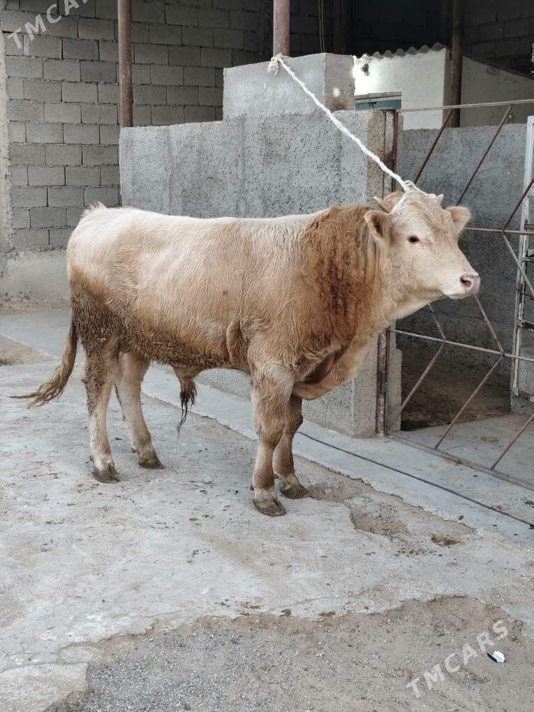 ÕKZ ŞORLE - Änew - img 6