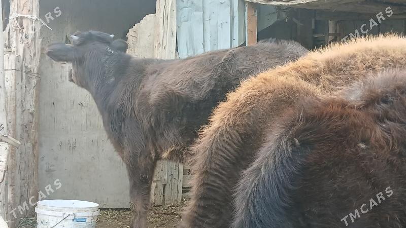 SWES OKUZ - Bäherden - img 2