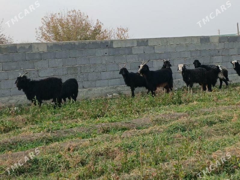 geci - Бахарден - img 5