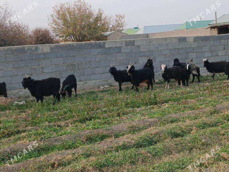 geci - Бахарден - img 6