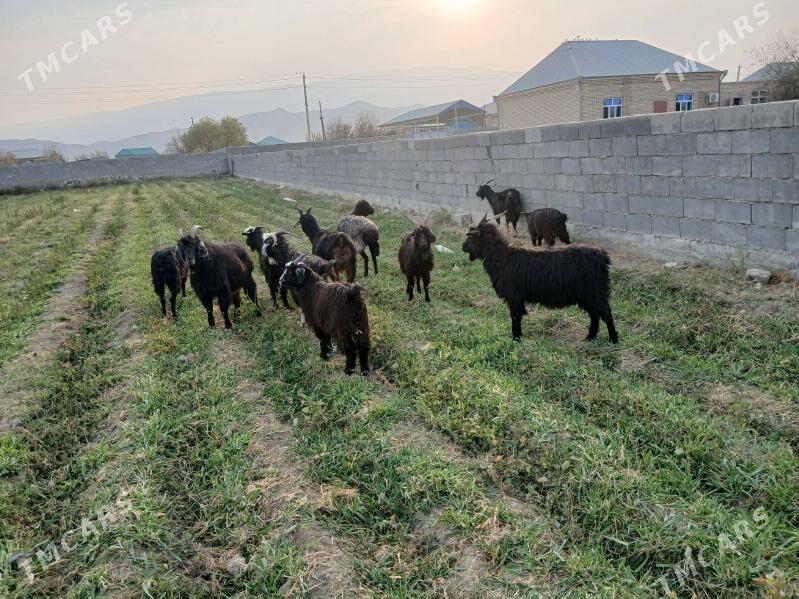 geci - Бахарден - img 9