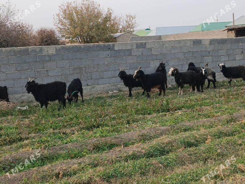 geci - Бахарден - img 7