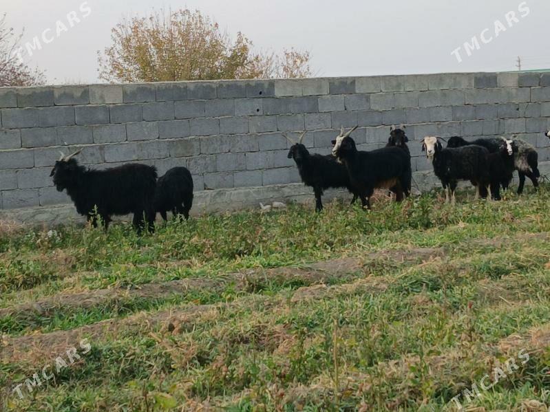 geci - Бахарден - img 3