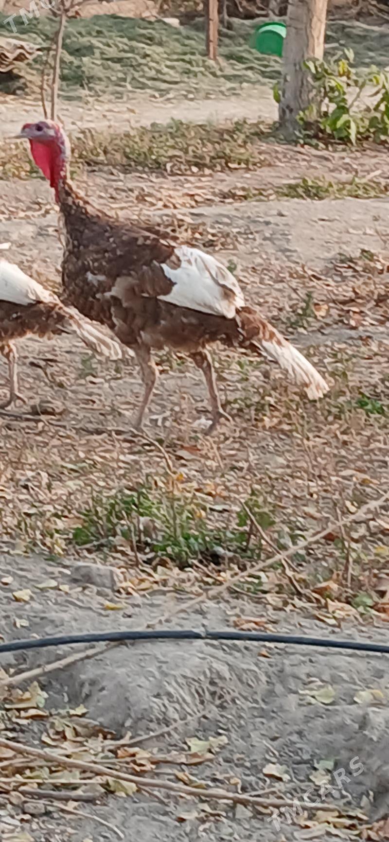 Induk - Gökje - img 2