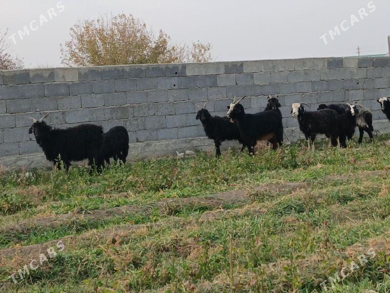 geci - Бахарден - img 4