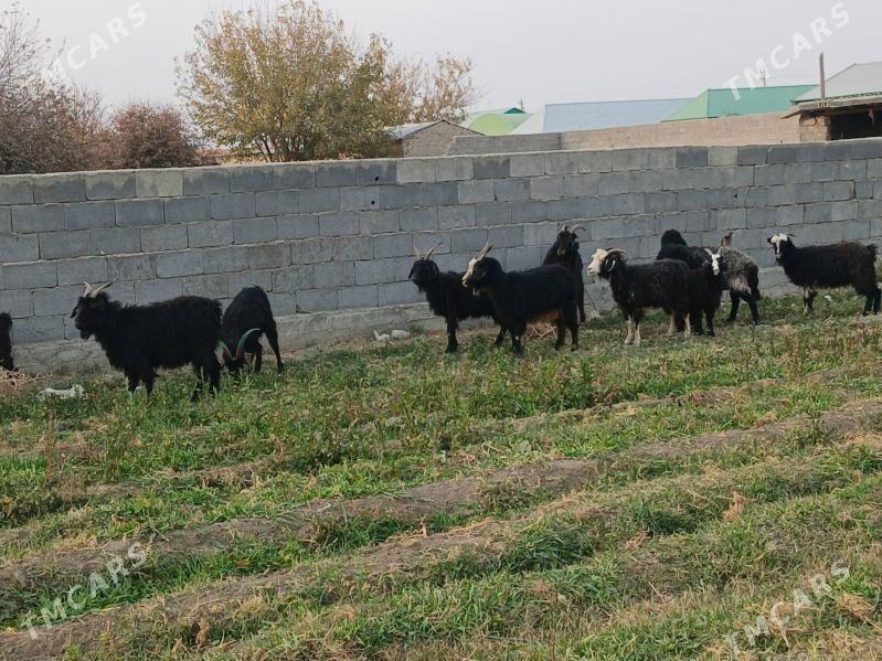 geci - Бахарден - img 2