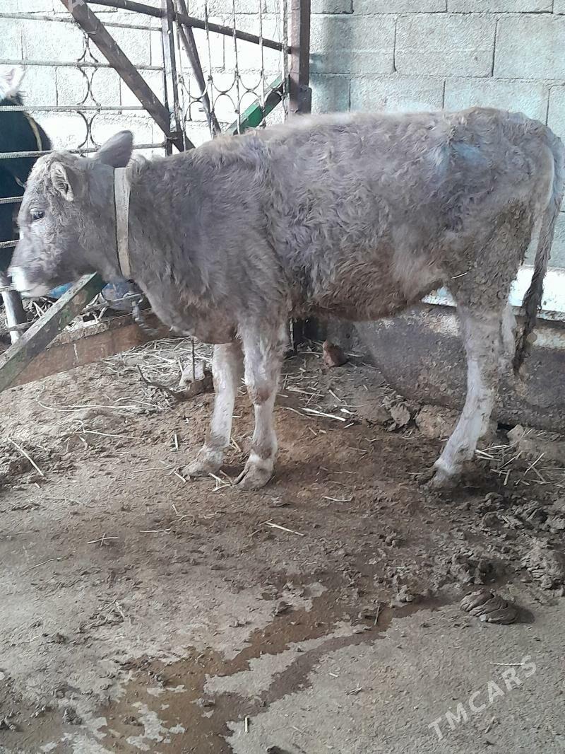 Tuwe - Гёкдепе - img 2