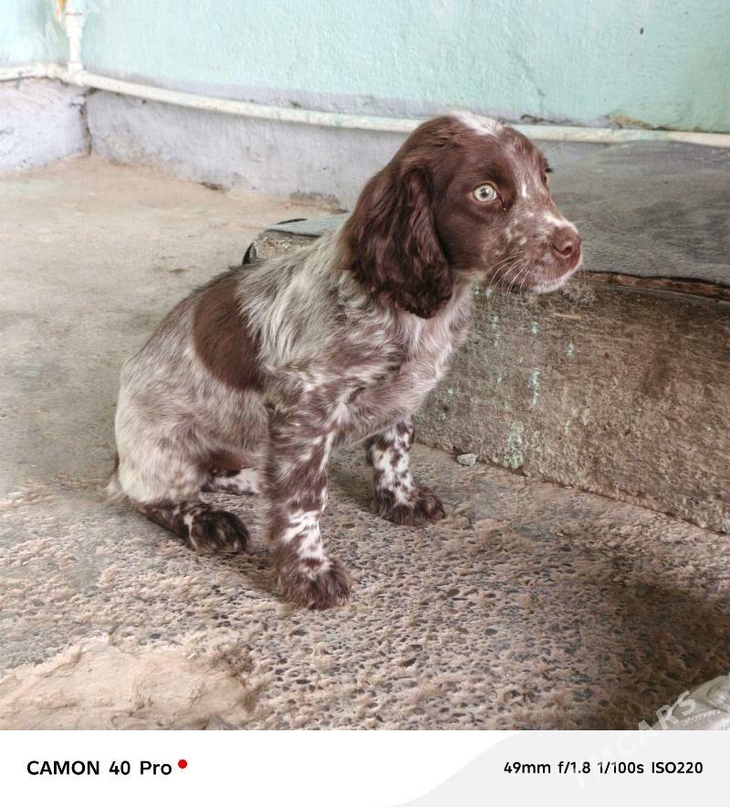 Ohotniçy spanel awçy - Бузмеин - img 2