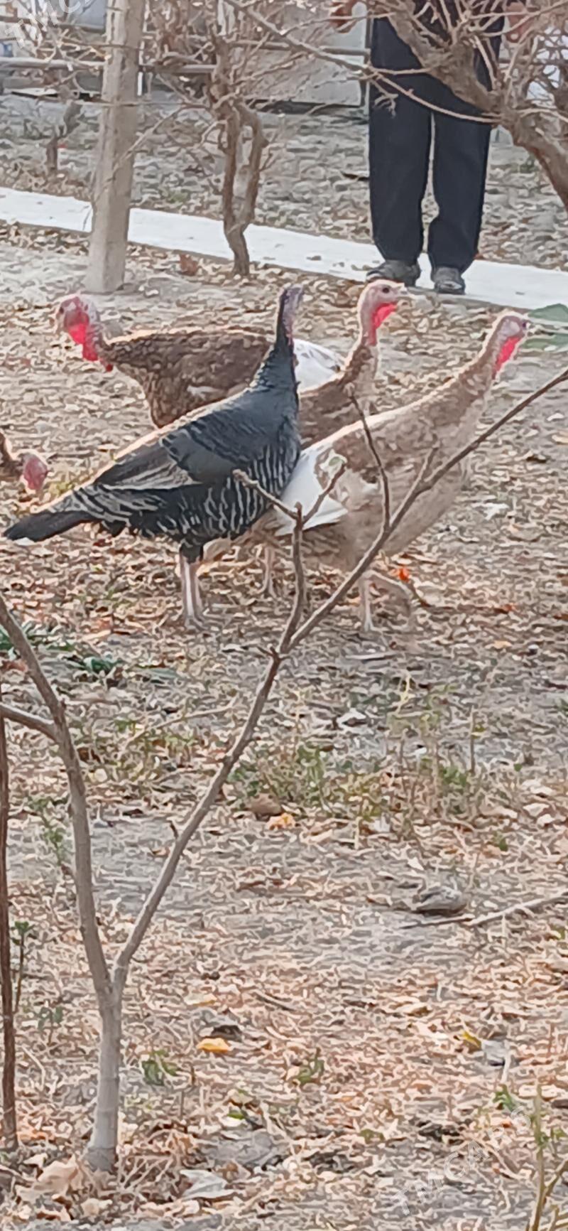 Induk - Gökje - img 3