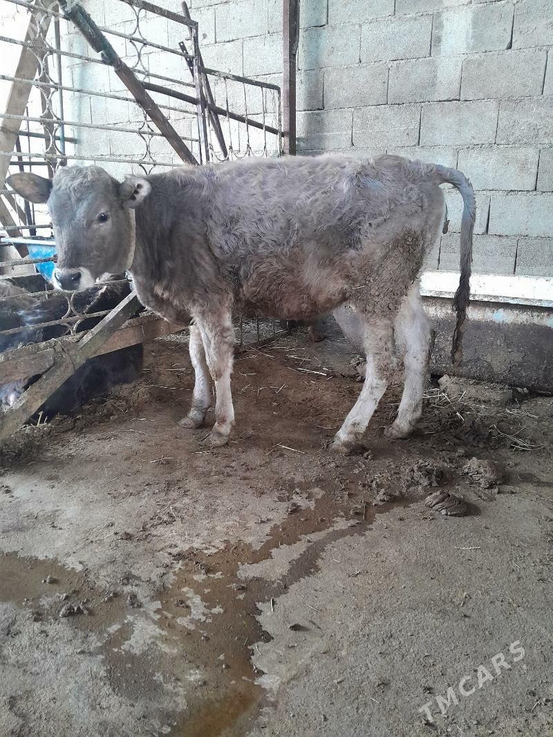 Tuwe - Гёкдепе - img 5