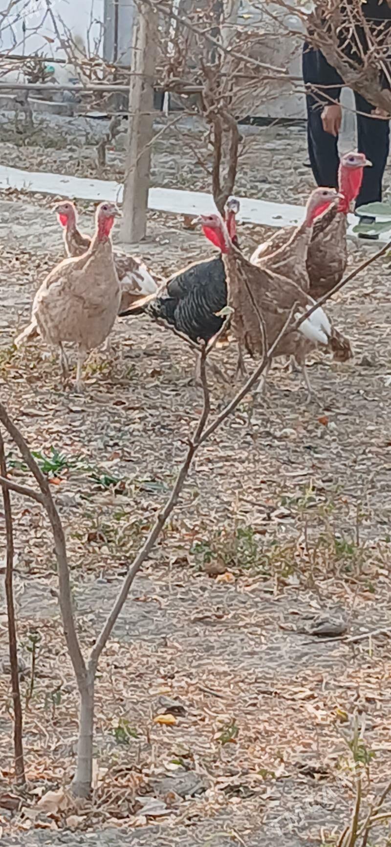 Induk - Gökje - img 4