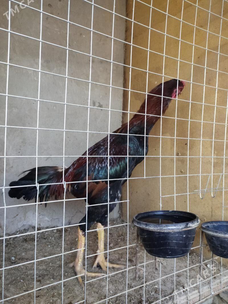 horaz - Дашогуз - img 3