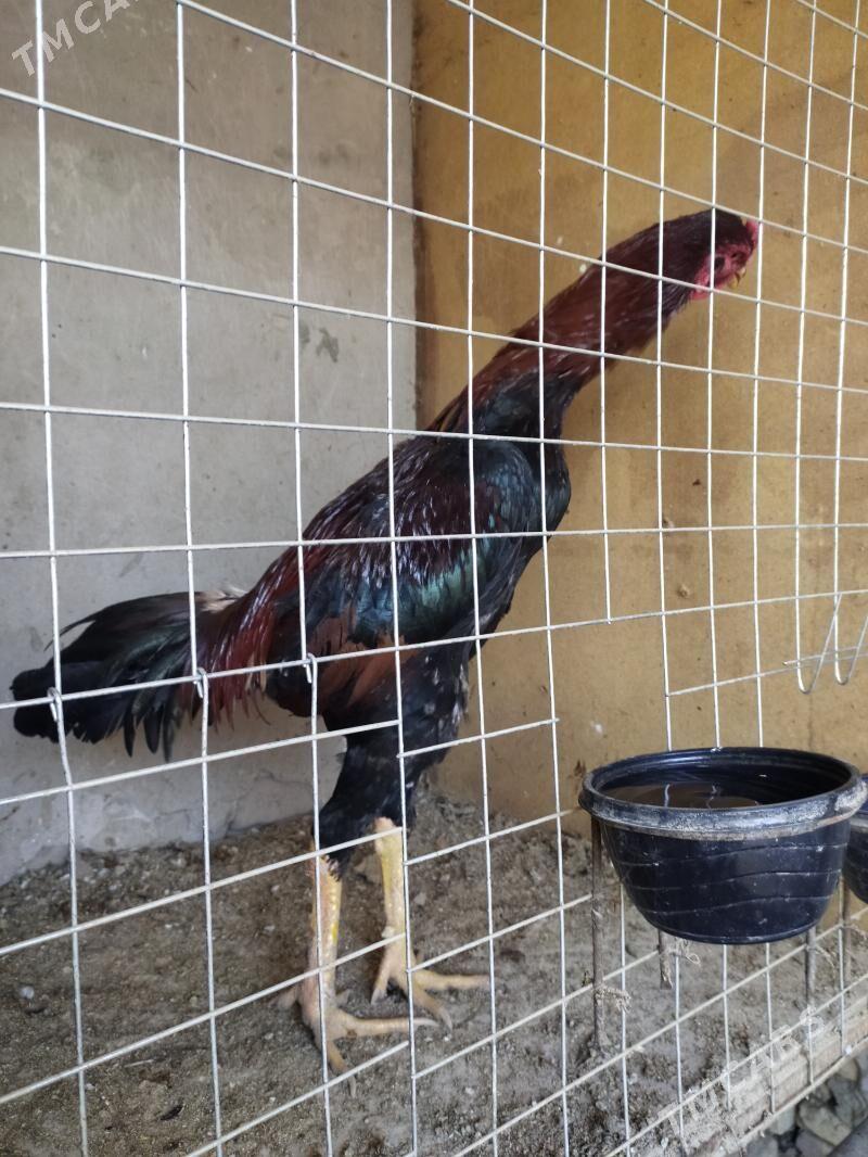 horaz - Дашогуз - img 2