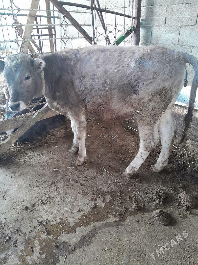 Tuwe - Гёкдепе - img 4