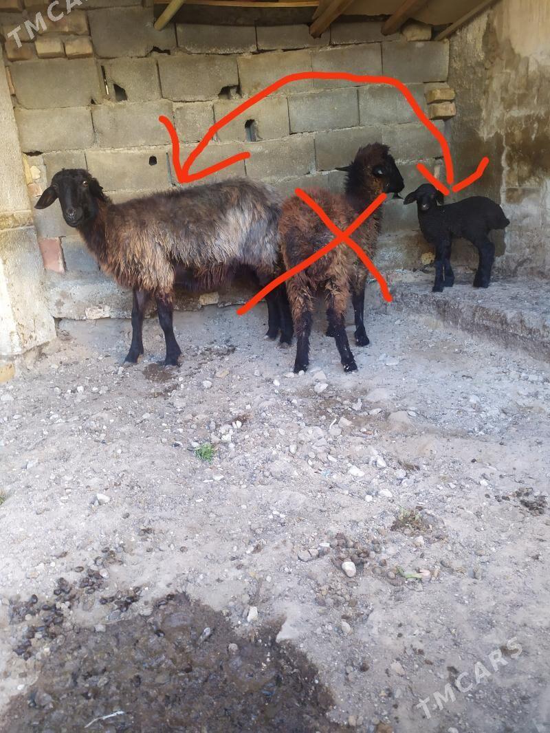 goyun - Aşgabat - img 2