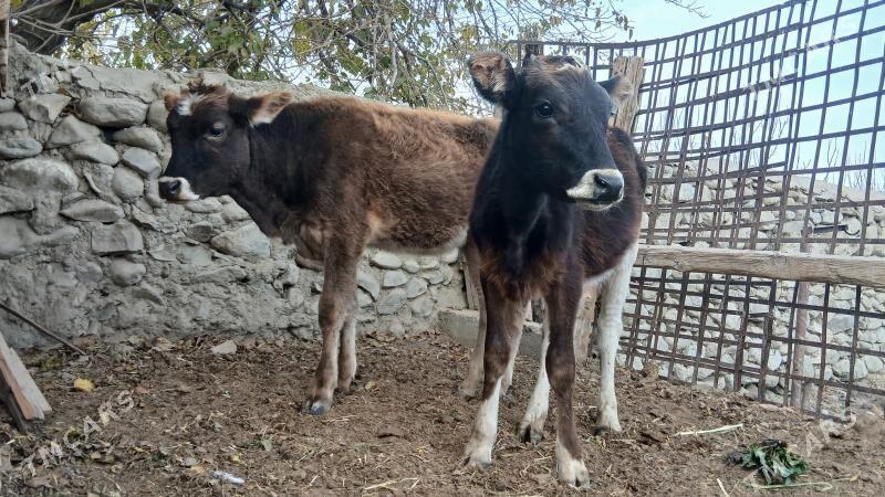 SWES 2 TUWE - Bäherden - img 2