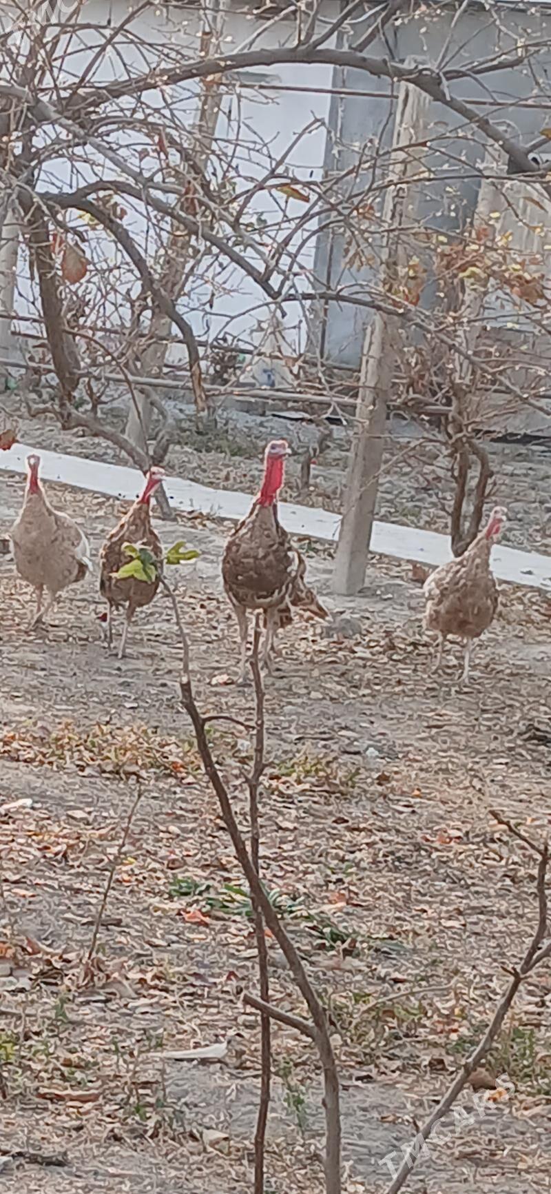 Induk - Gökje - img 5