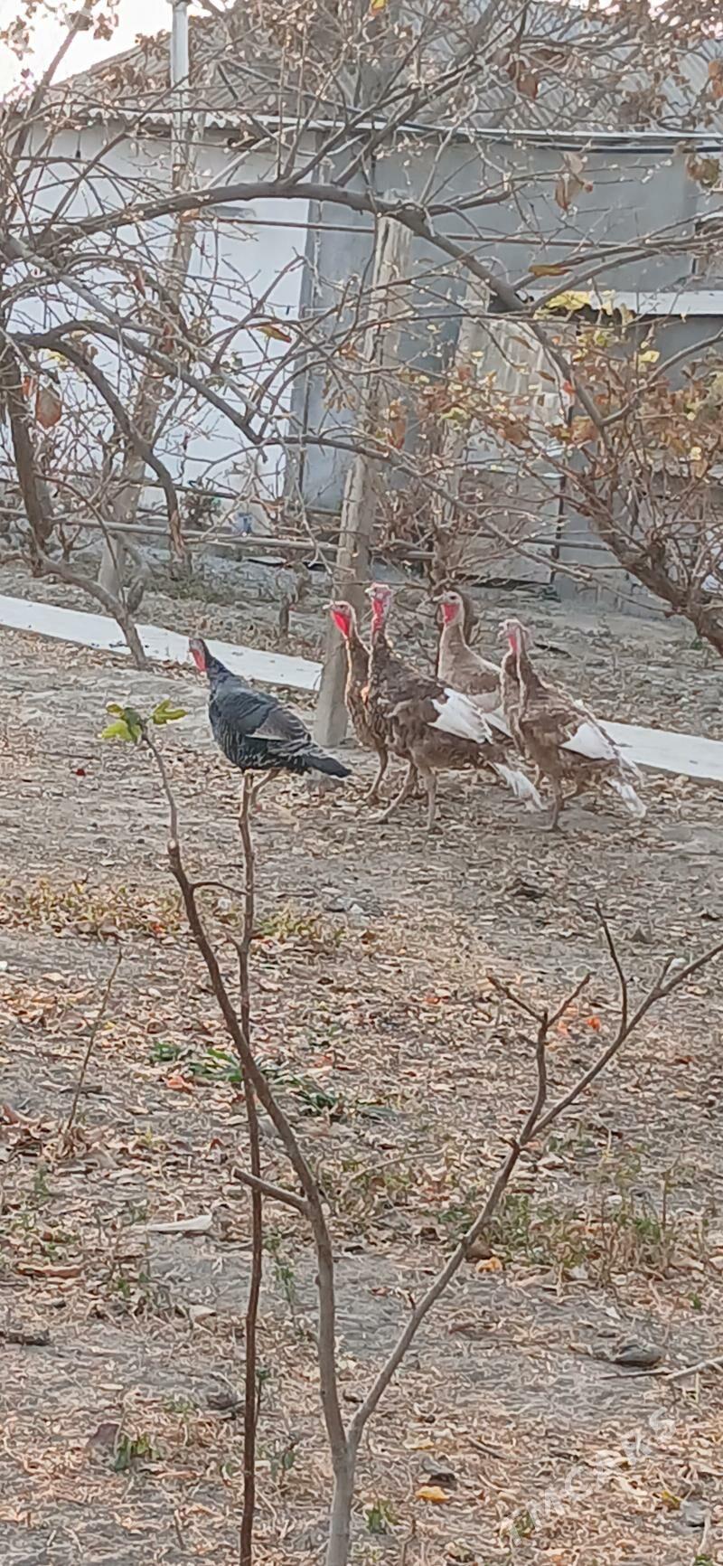 Induk - Gökje - img 6