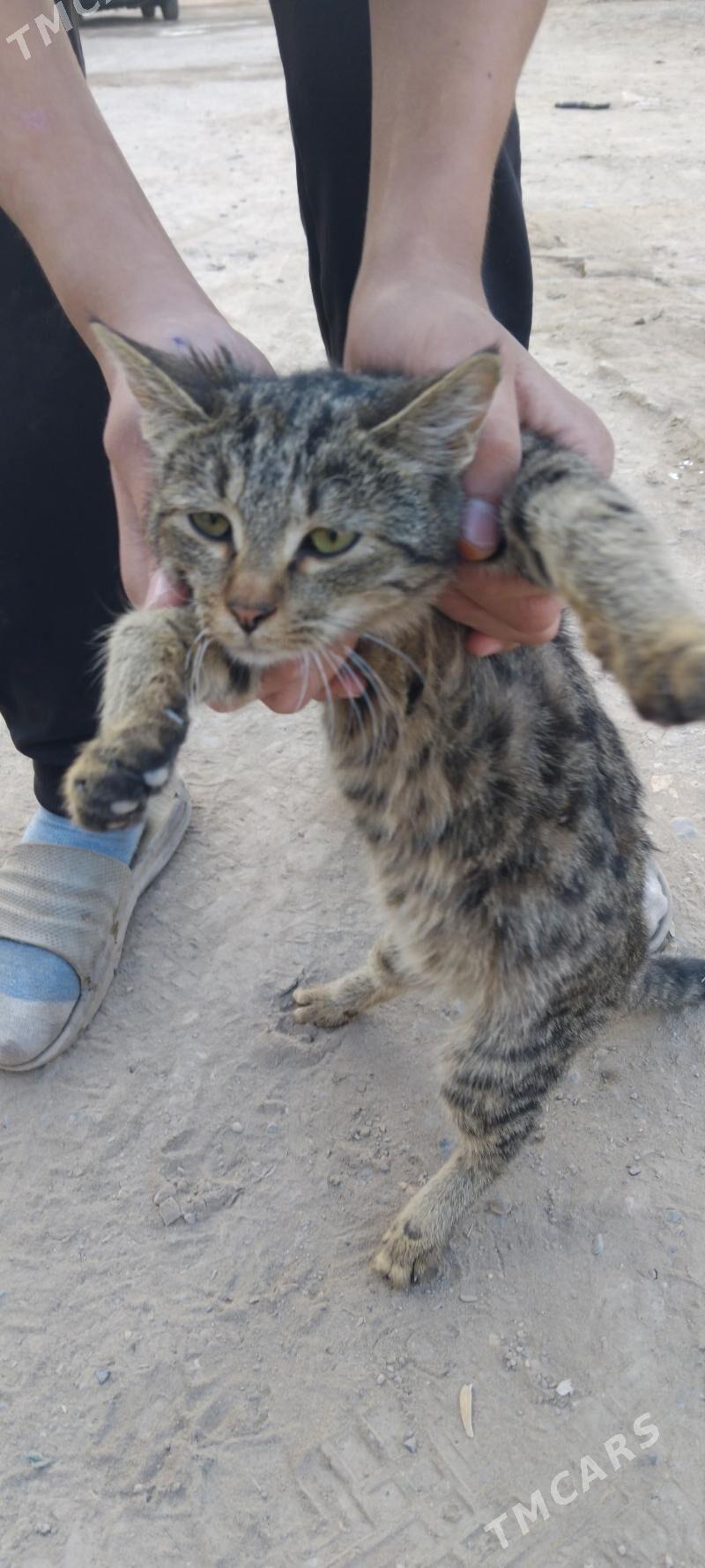 pisik - Türkmenabat - img 2