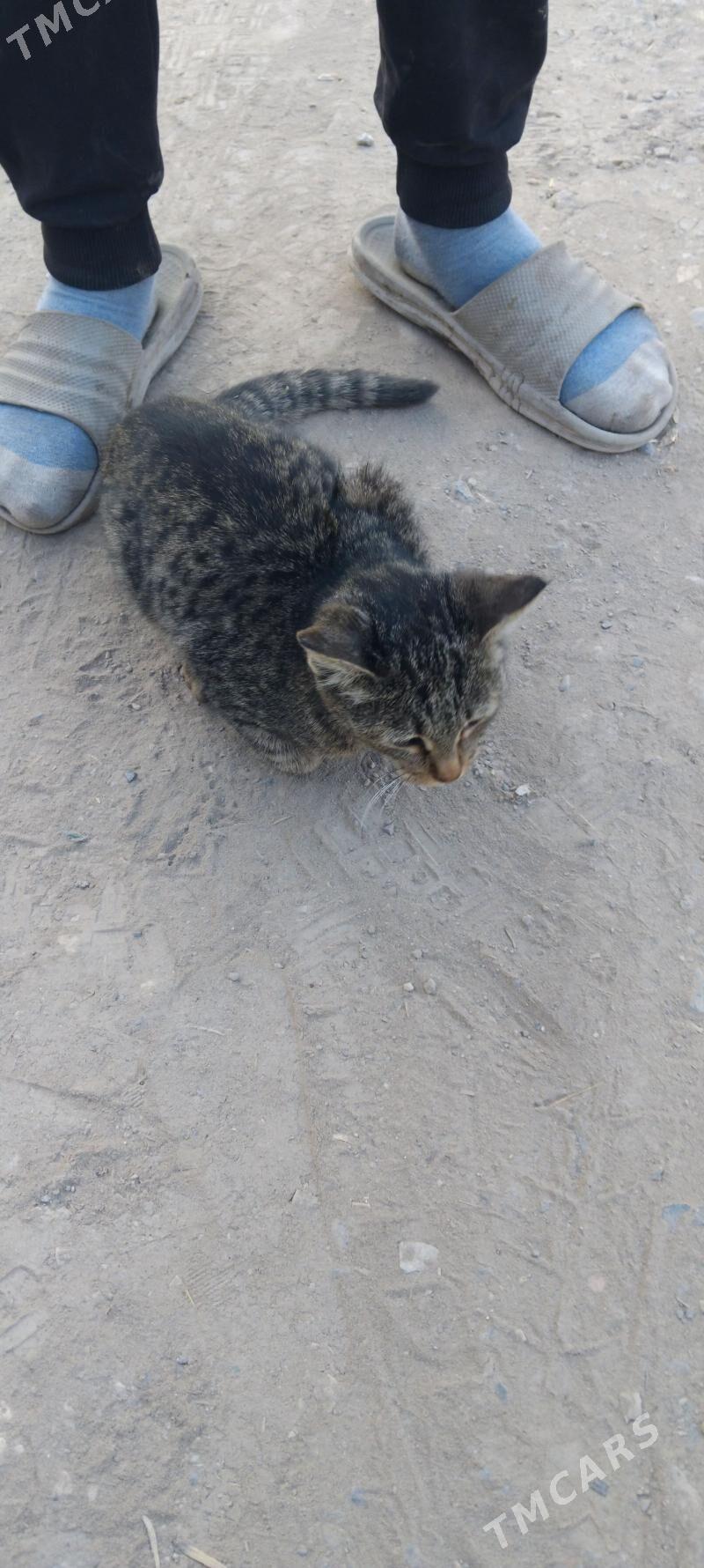 pisik - Türkmenabat - img 3