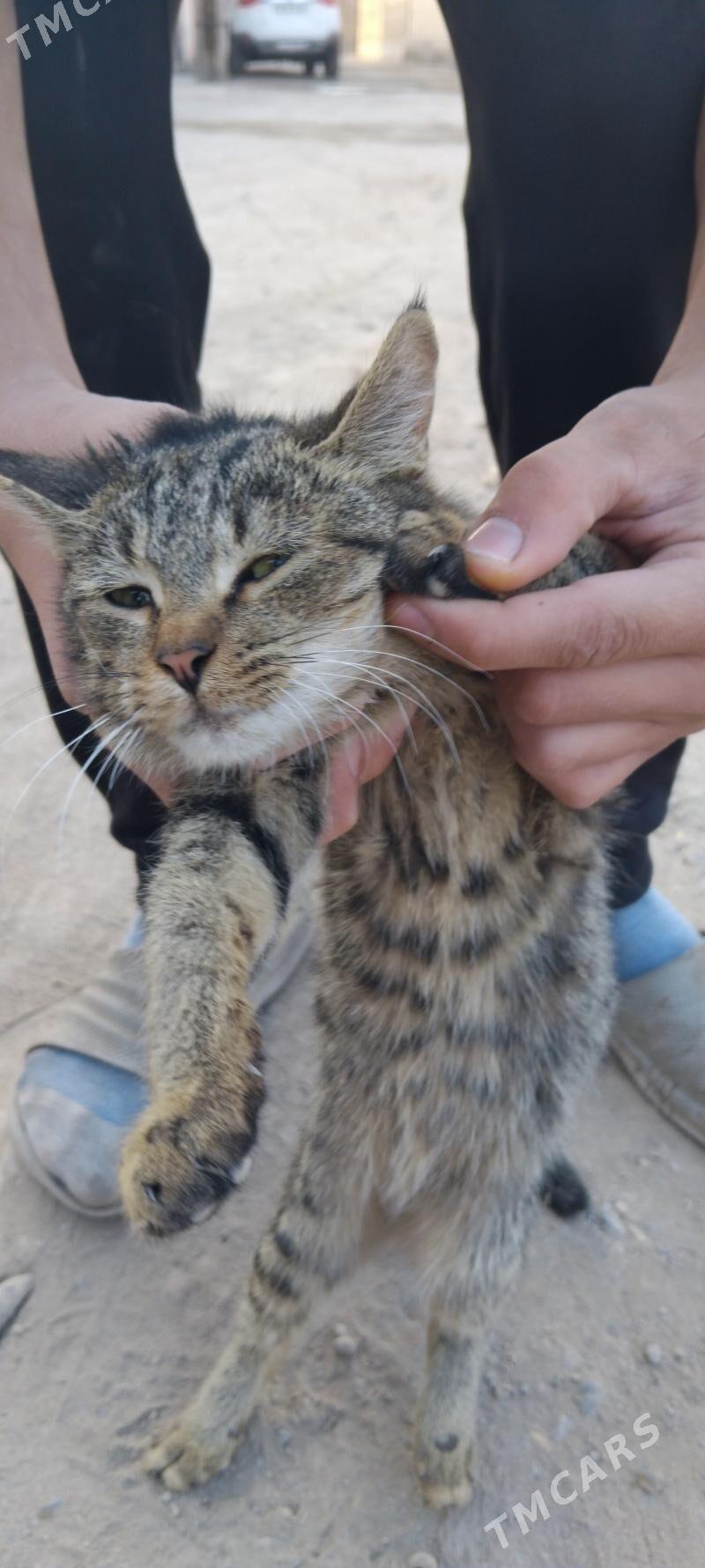 pisik - Türkmenabat - img 4