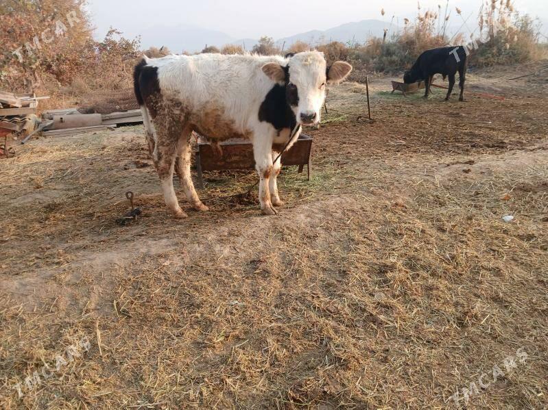 ökuz - Gökdepe - img 2