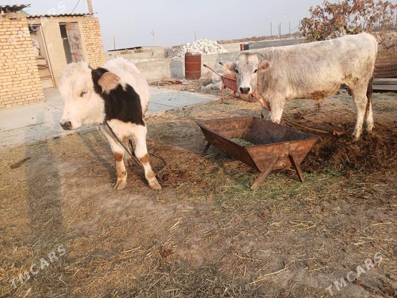 ökuz - Gökdepe - img 3