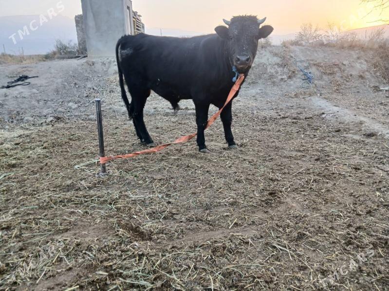 okuz - Гёкдепе - img 3