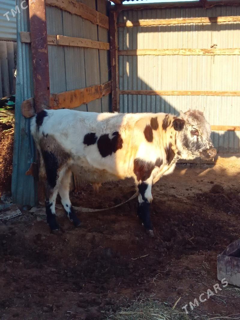 Ökiz - Бабадайхан - img 5