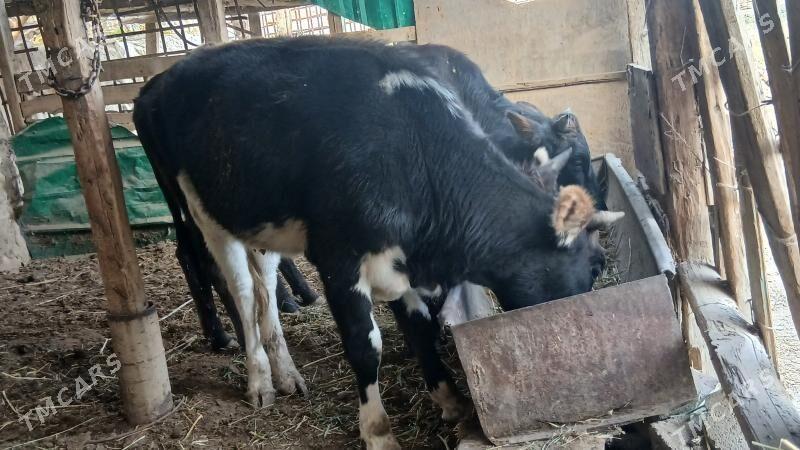 ARGINAL 3 TUWE - Bäherden - img 2