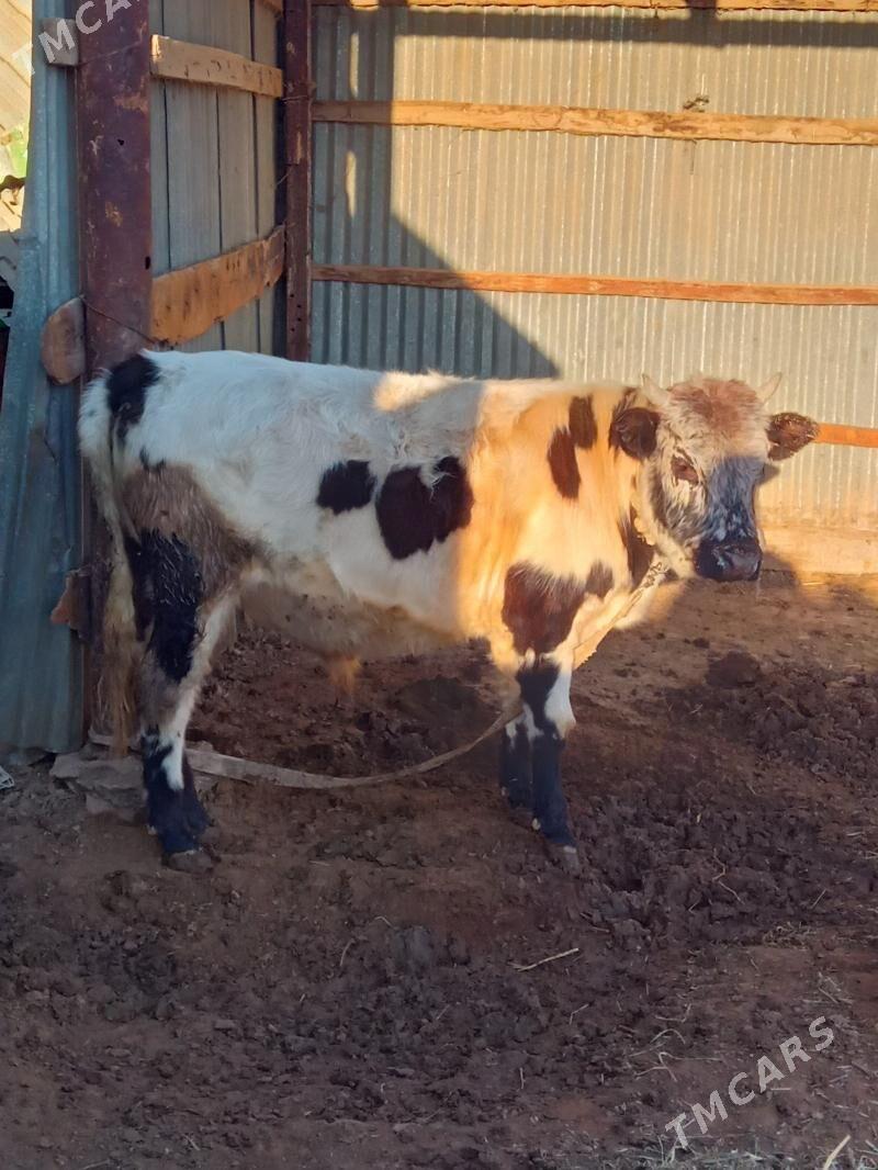 Ökiz - Бабадайхан - img 3