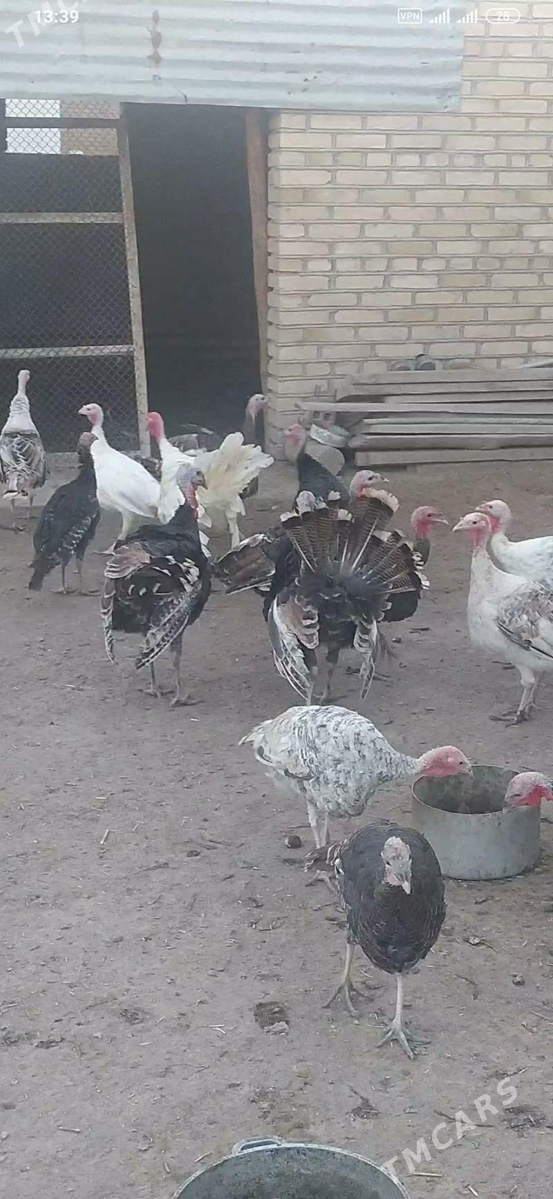 induklar - Türkmengala - img 4