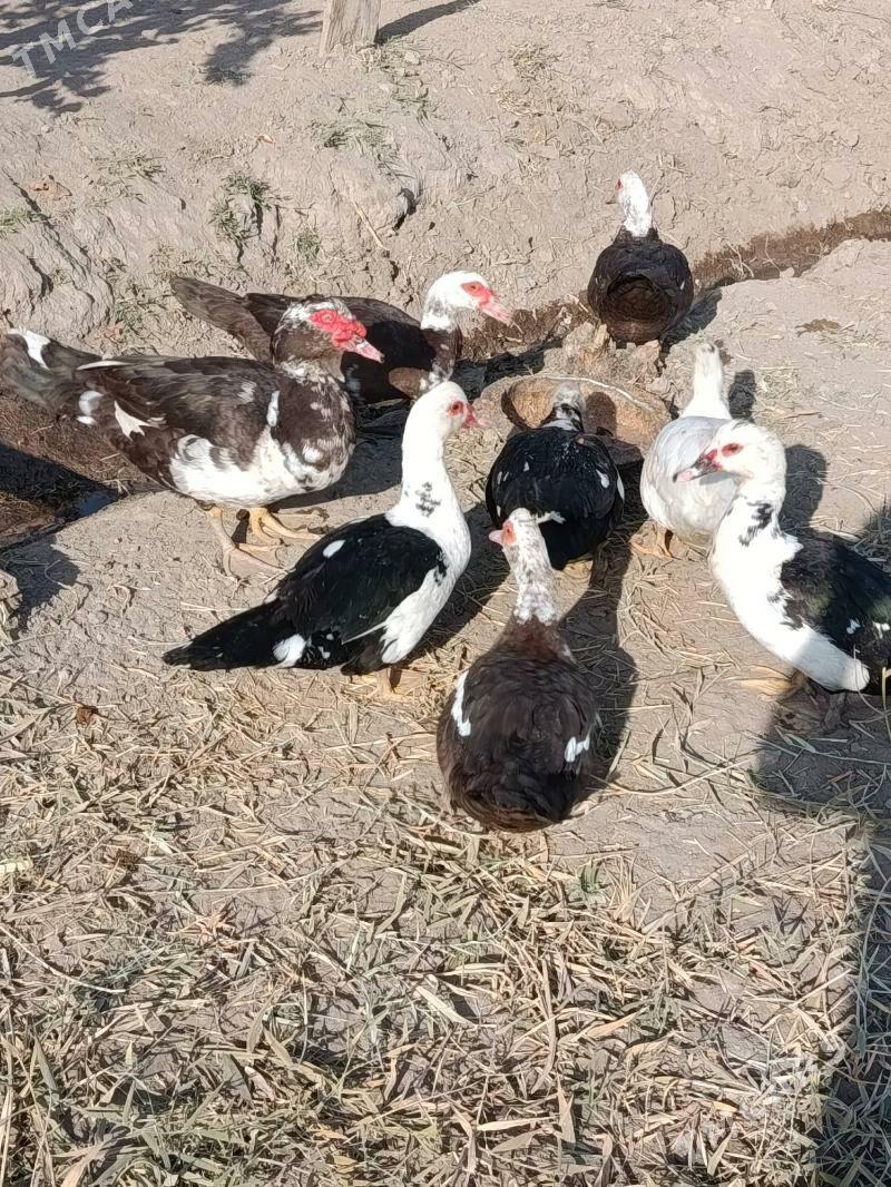 Indautga ordek - Мургап - img 8