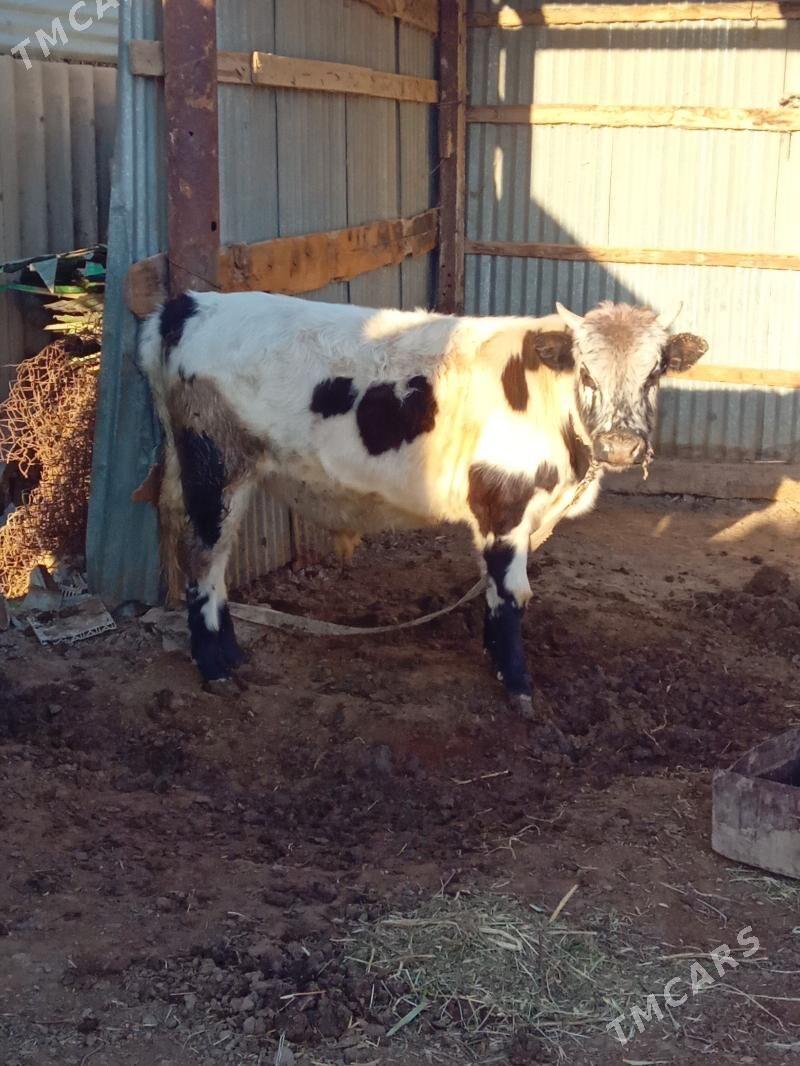 Ökiz - Бабадайхан - img 4