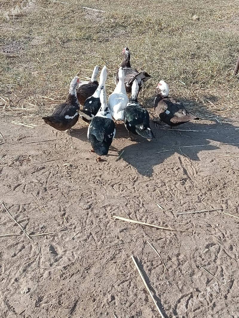 Indautga ordek - Мургап - img 2