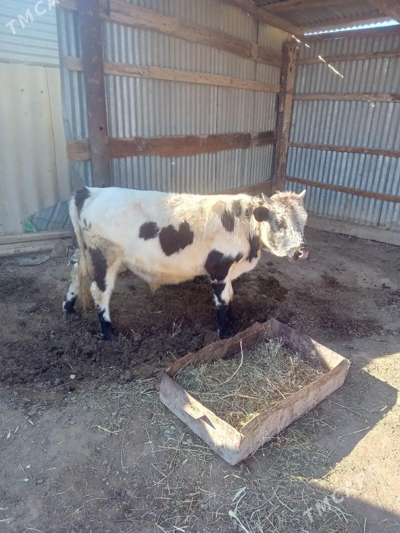 Ökiz - Бабадайхан - img 2