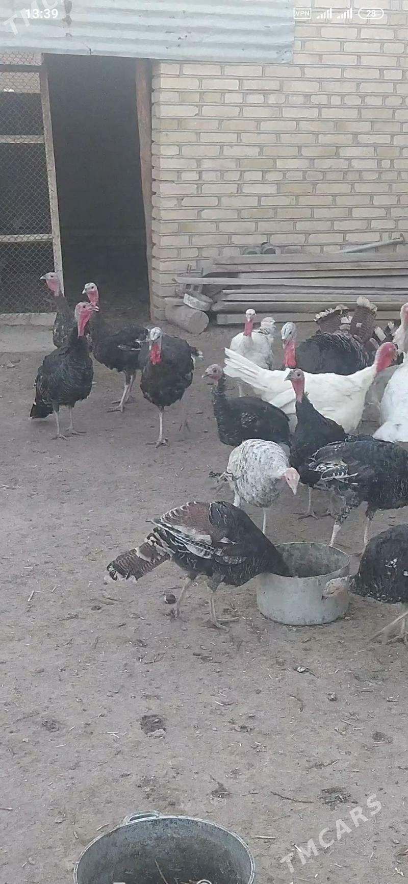 induklar - Türkmengala - img 2