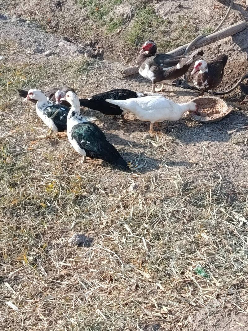 Indautga ordek - Мургап - img 6