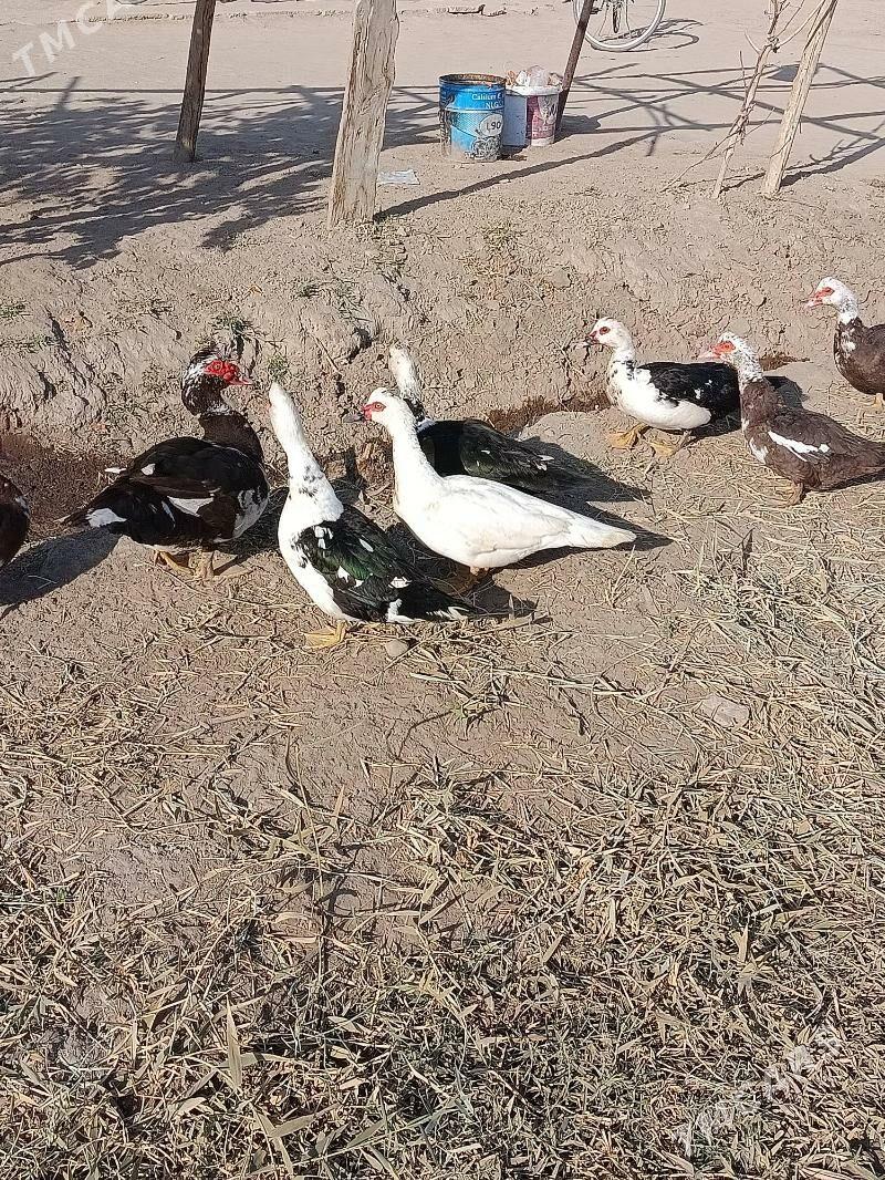 Indautga ordek - Мургап - img 4