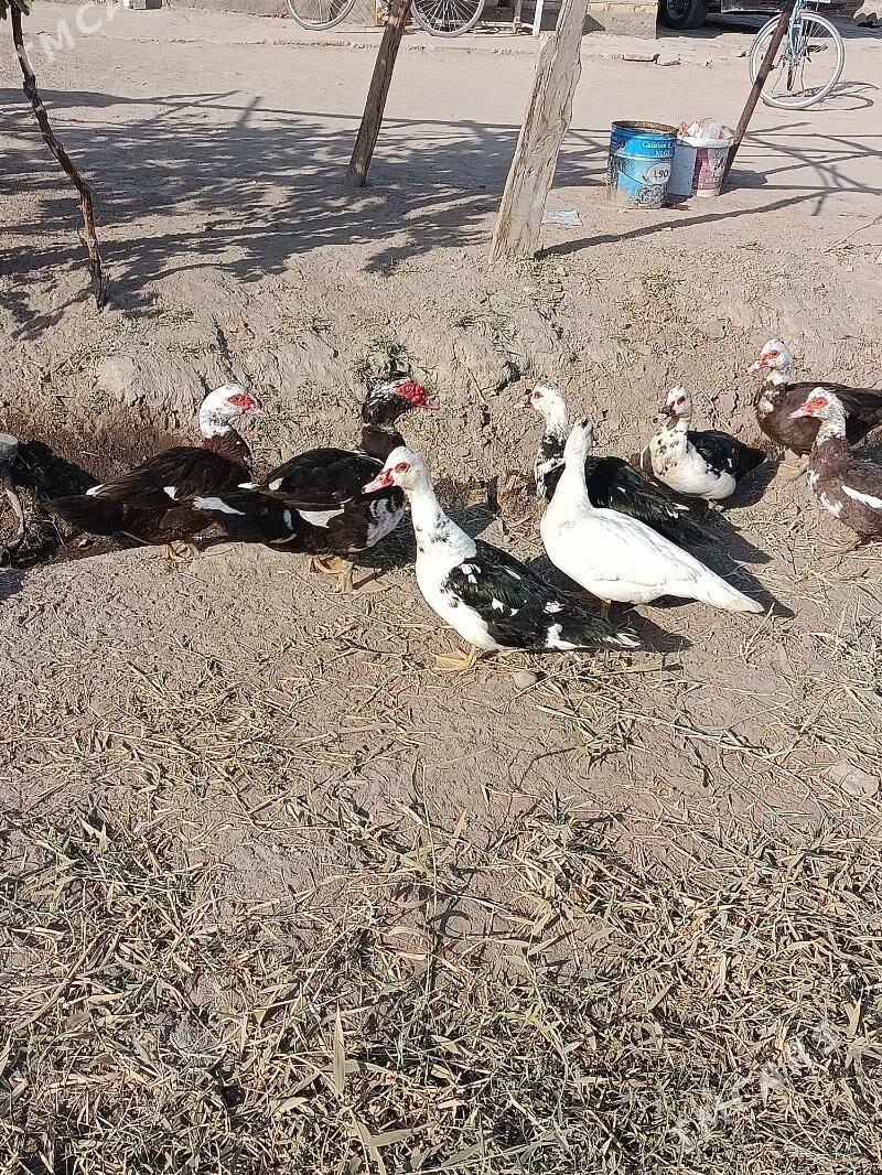 Indautga ordek - Мургап - img 3