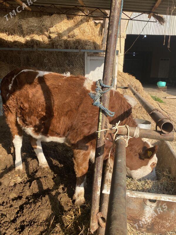 симинтал - Türkmenabat - img 2