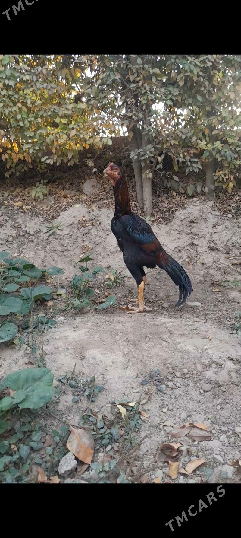 Taskent juyje - Büzmeýin - img 1