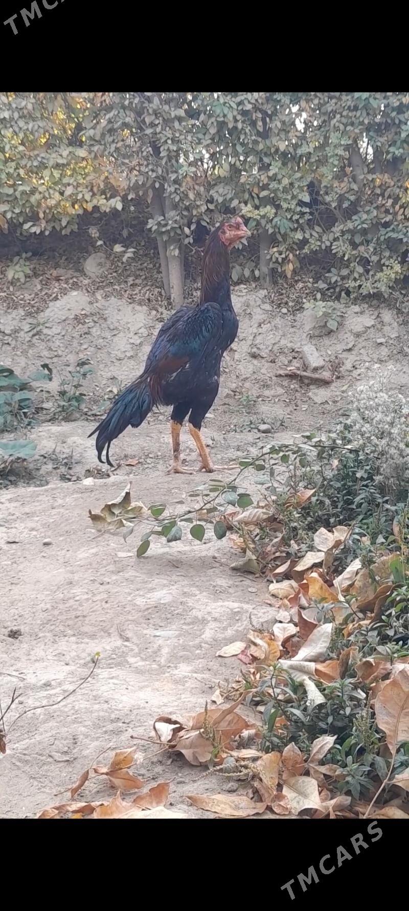 Taskent juyje - Büzmeýin - img 2